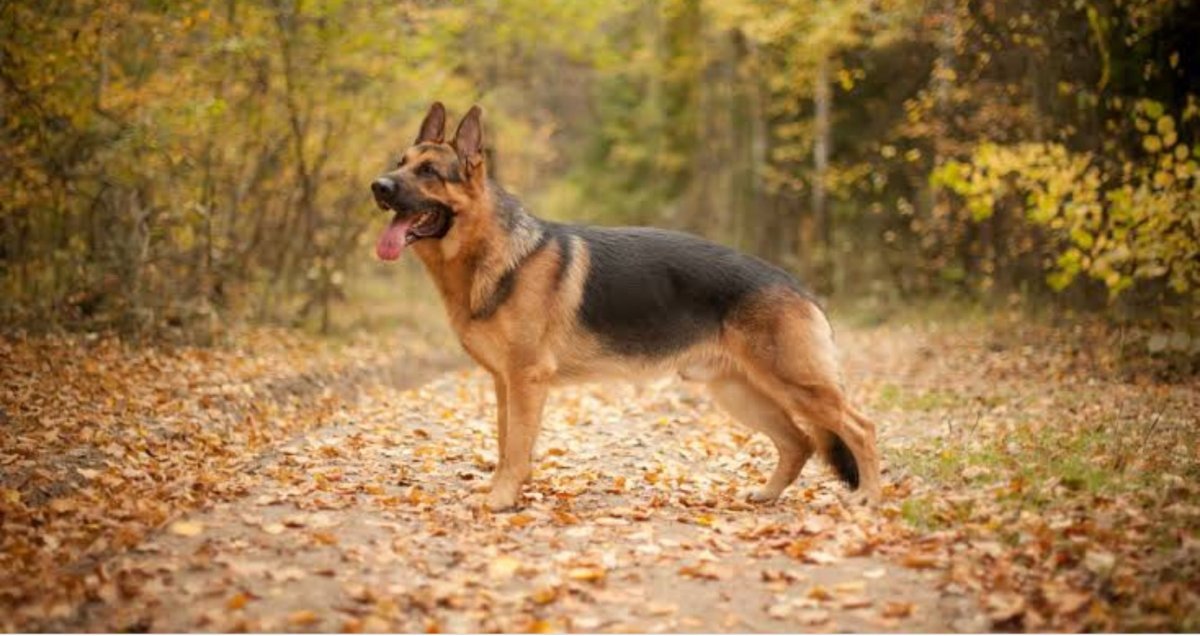 Вельш корги кардиган