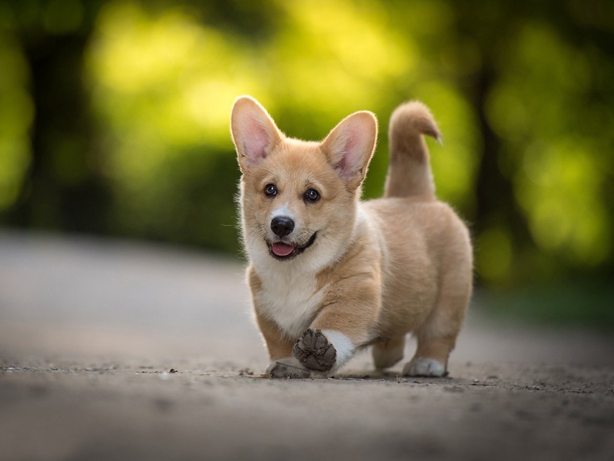 Вельш корги пемброк милые