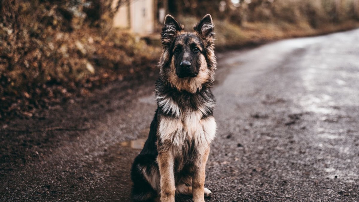 Золотая овчарка