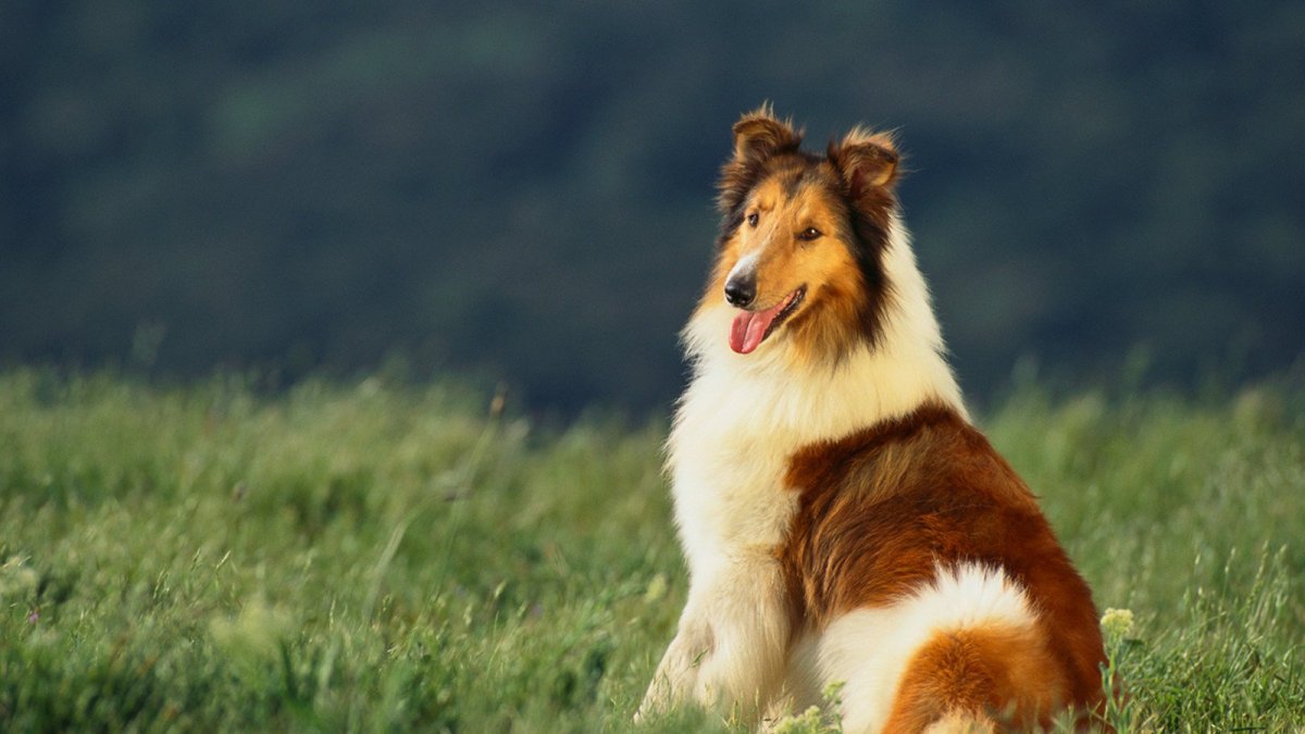Бельгийская овчарка мал