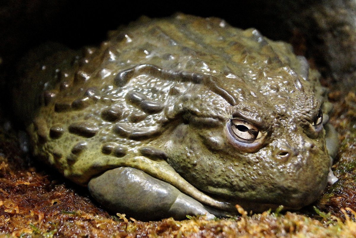 Африканская жаба Bullfrog