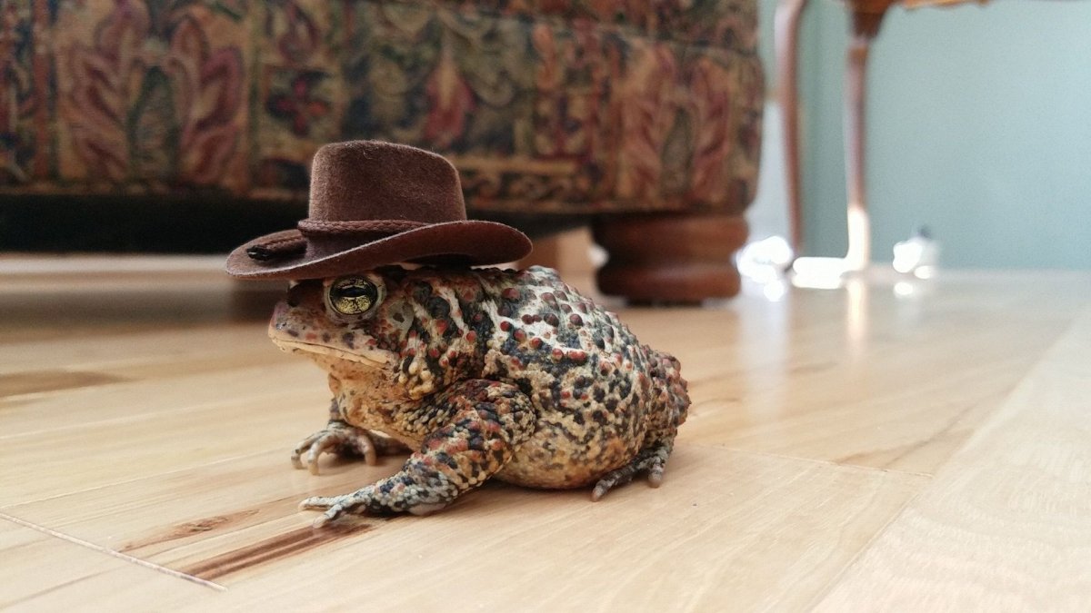 Лягушка в ковбойской шляпе