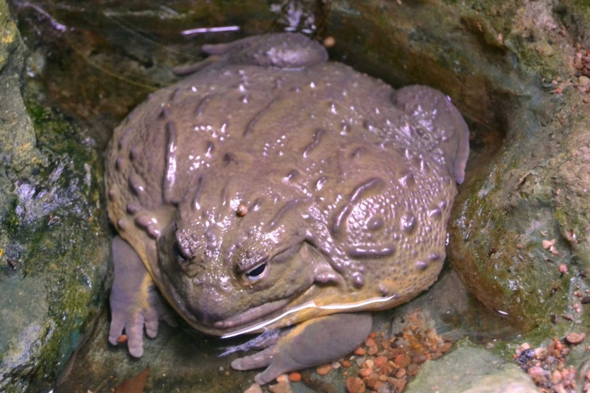 Лягушка-водонос (Pyxicephalus adspersus)