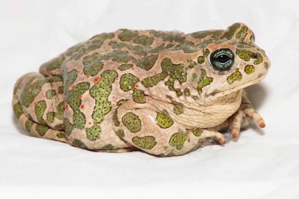 Палеобатрах лягушка