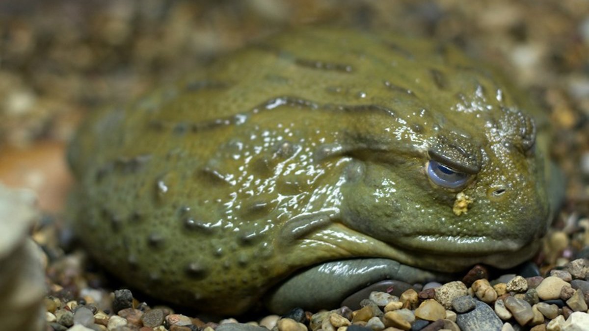 Жаба коровья