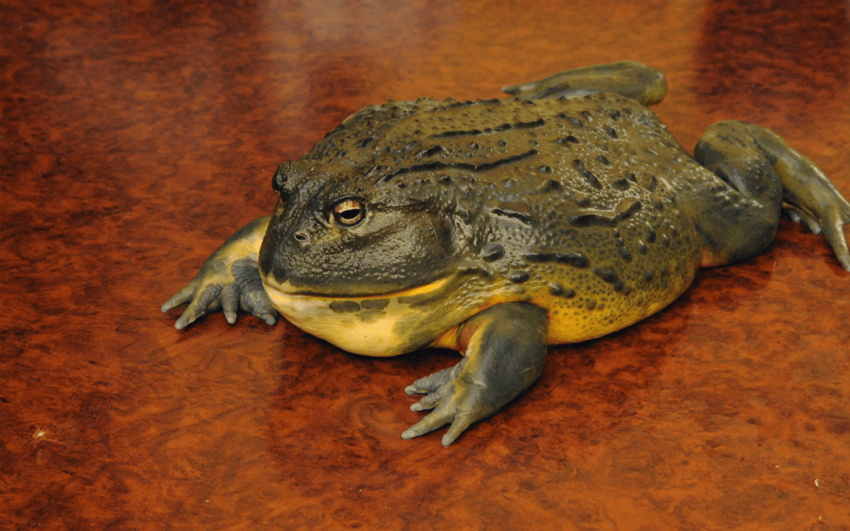 Лягушка бык водонос