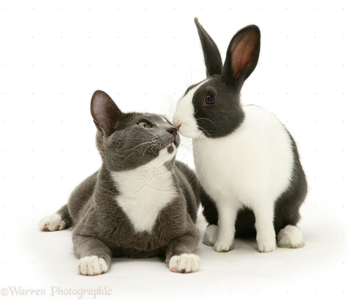 Ангорский кролик сиамского окраса