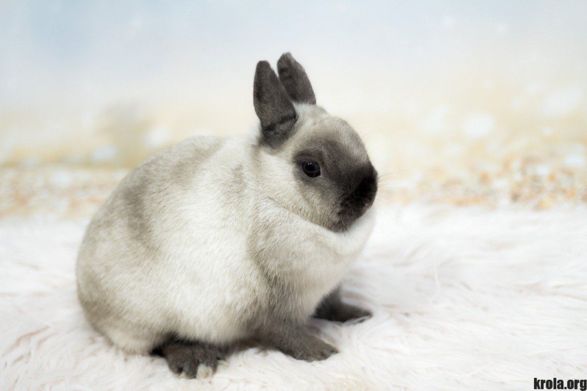 Карликовый кролик Минилоп