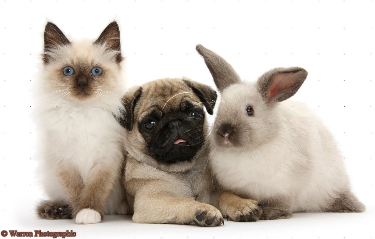 Гибрид кошки и кролика