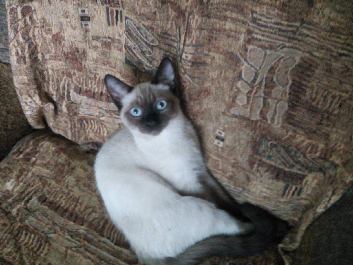 Кролик сиамского окраса рекс