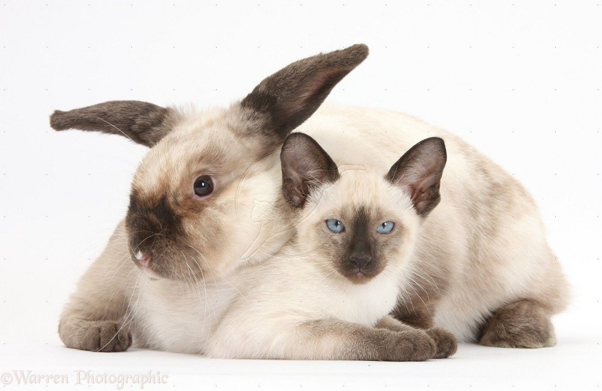 Кошечки собачки зайчики