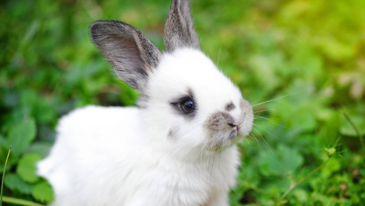 Сиамский карликовый кролик