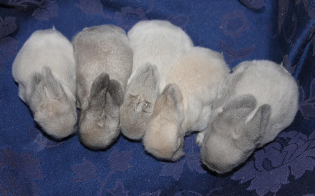 Котята и щенята и крольчата