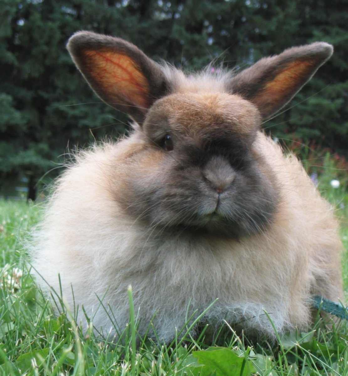 Гибрид кошки и кролика