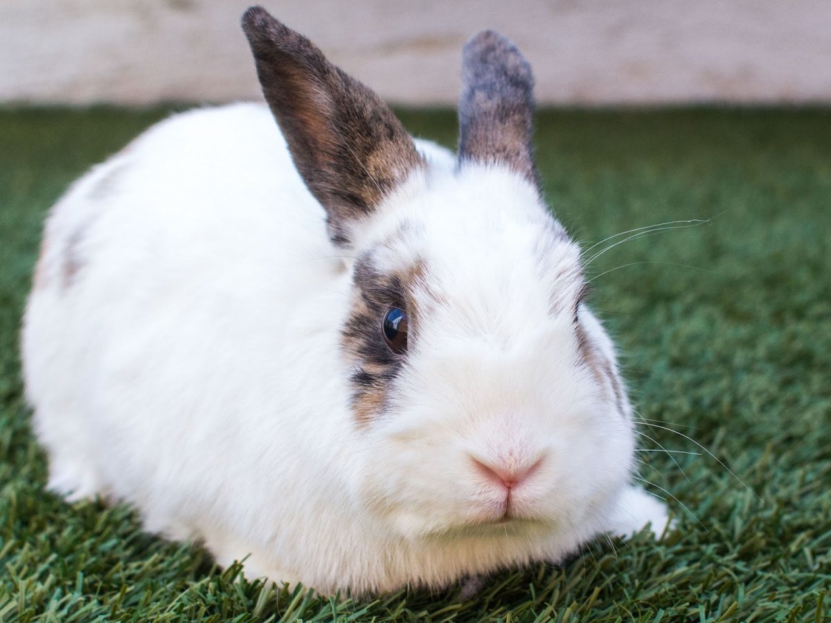 Кролик цветной карлик сиамский окрас