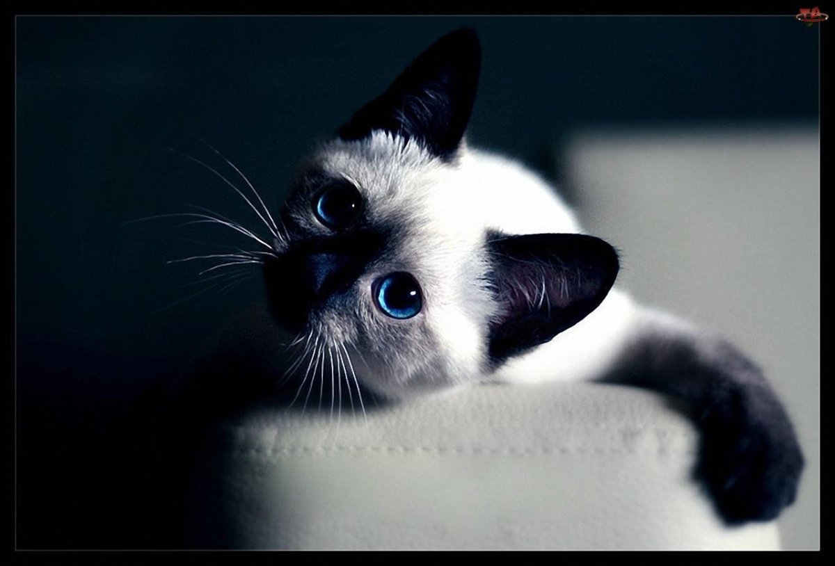 Котенок и Зайчонок