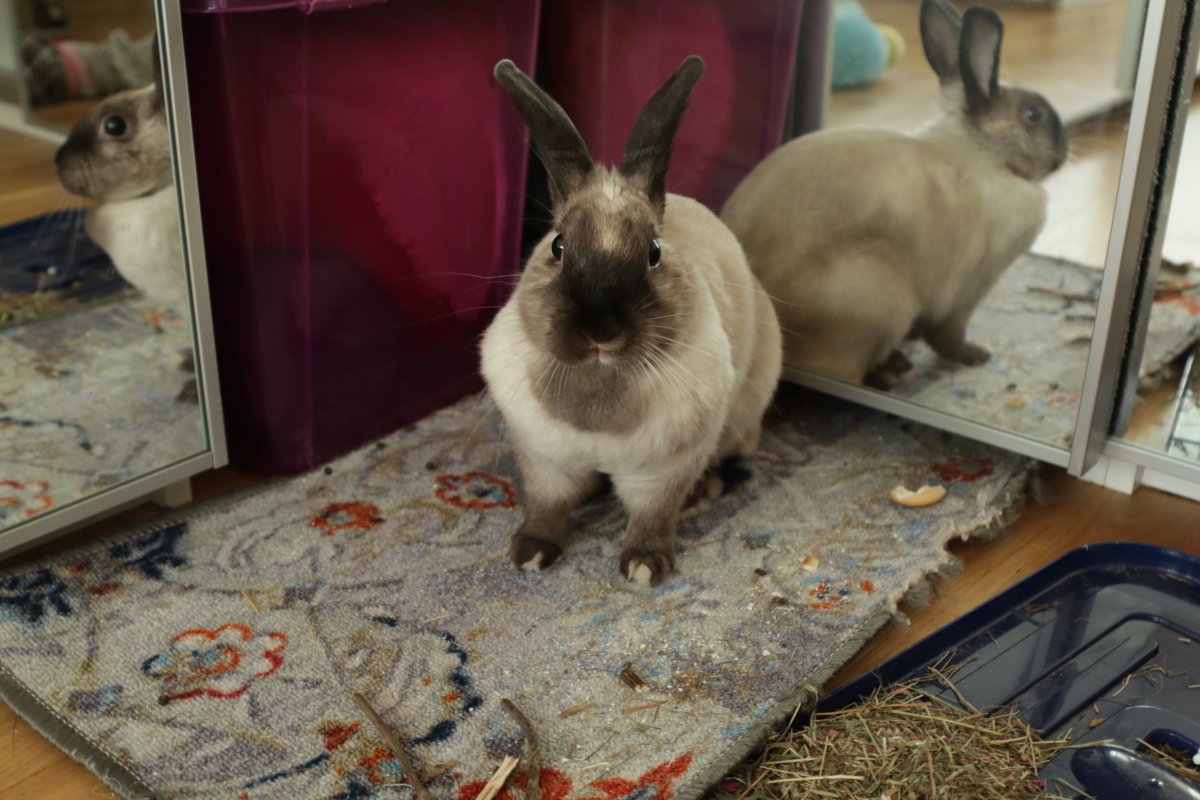 Карликовые кролики сиамы