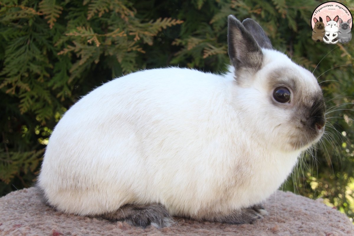 Сиамская вислоухая кошка