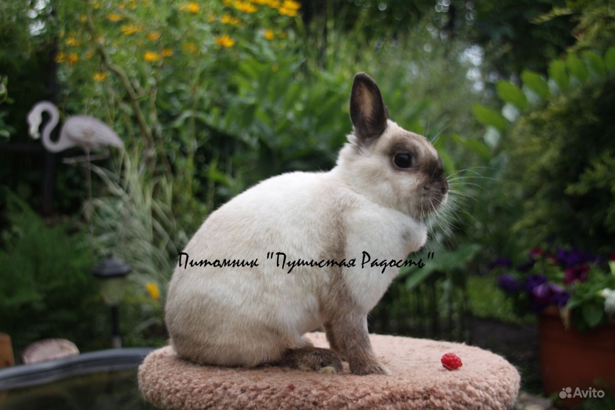 Котята сиамской породы