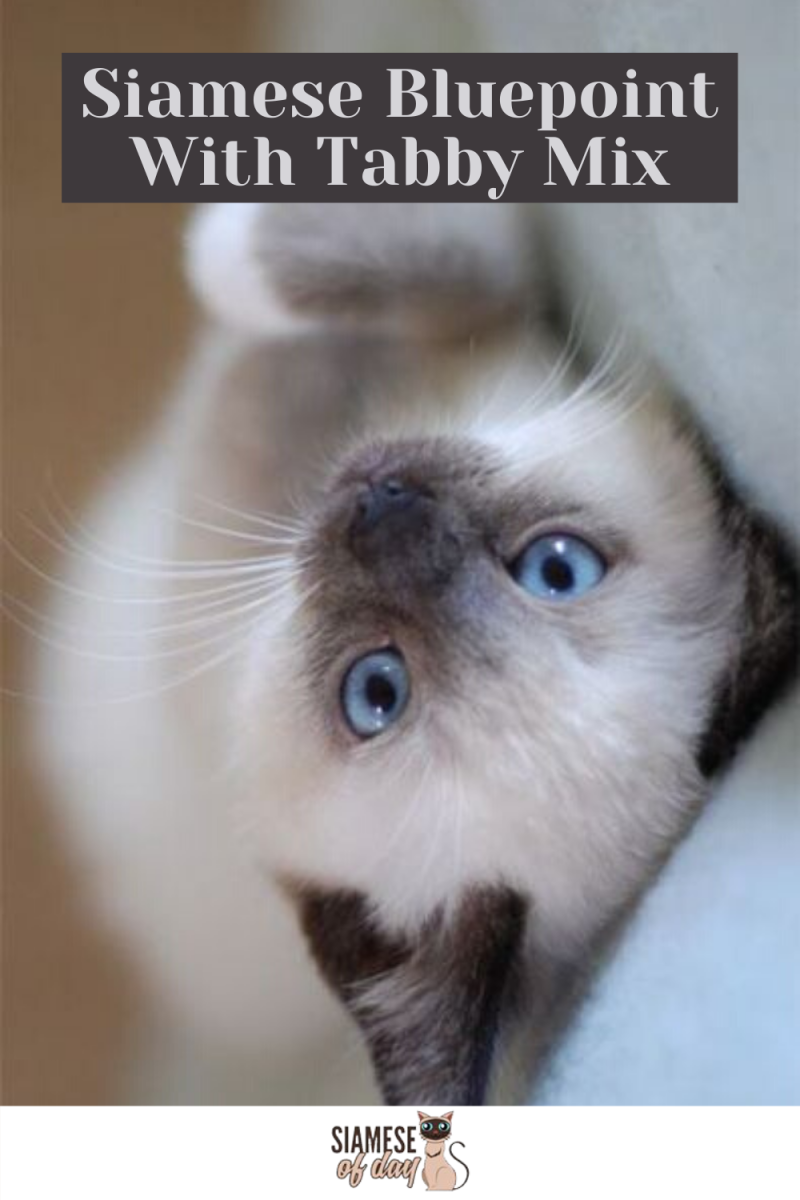 Сиамский кот вид сверху