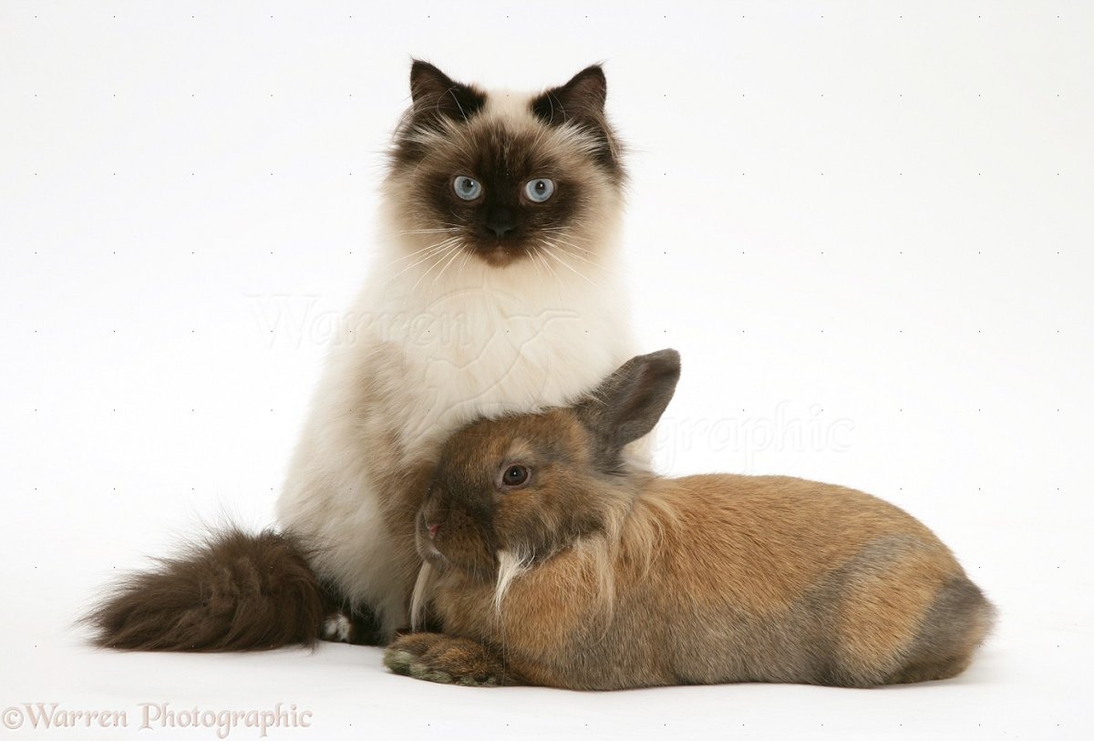 Сиамский кот и кролик