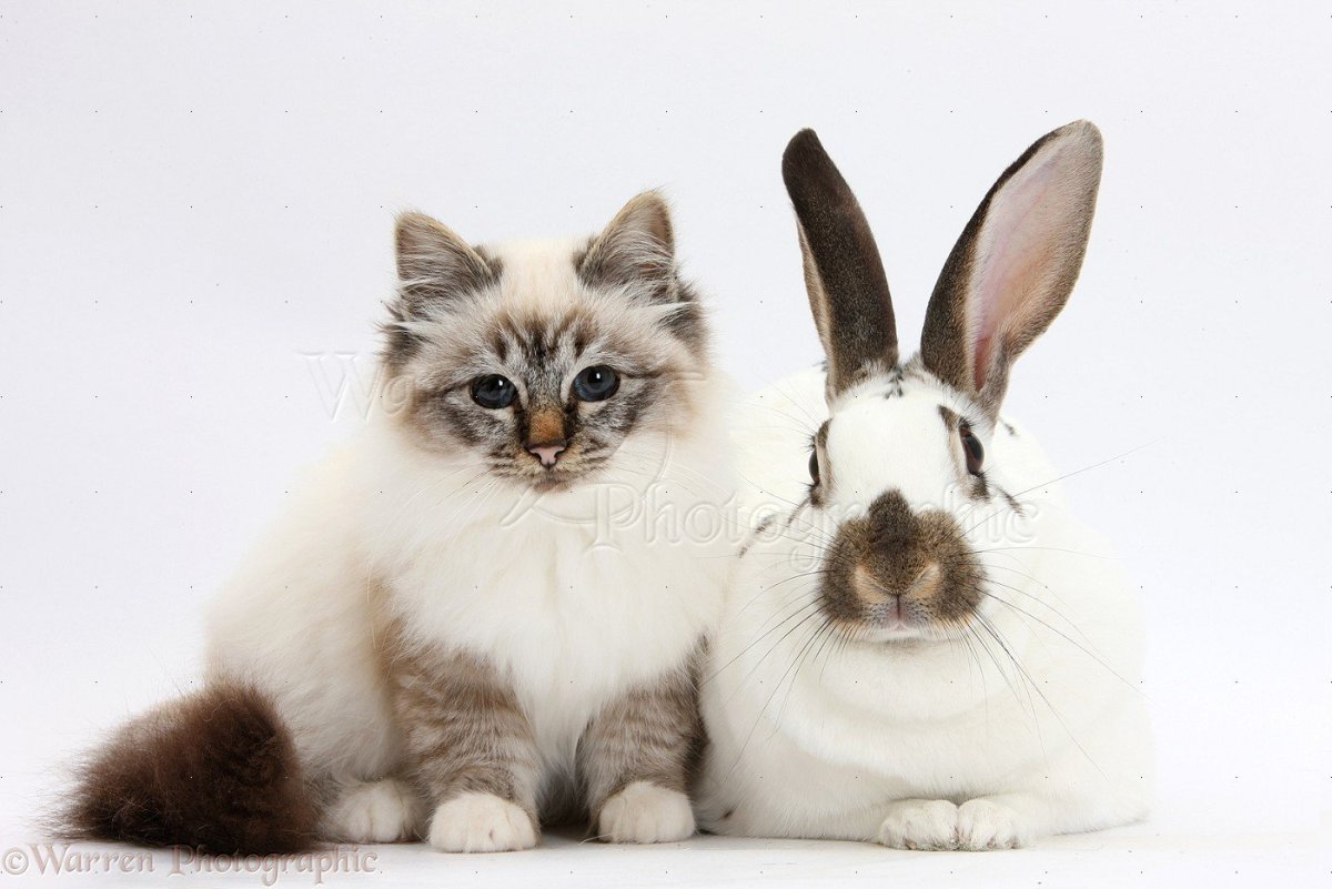 Кот и кролик
