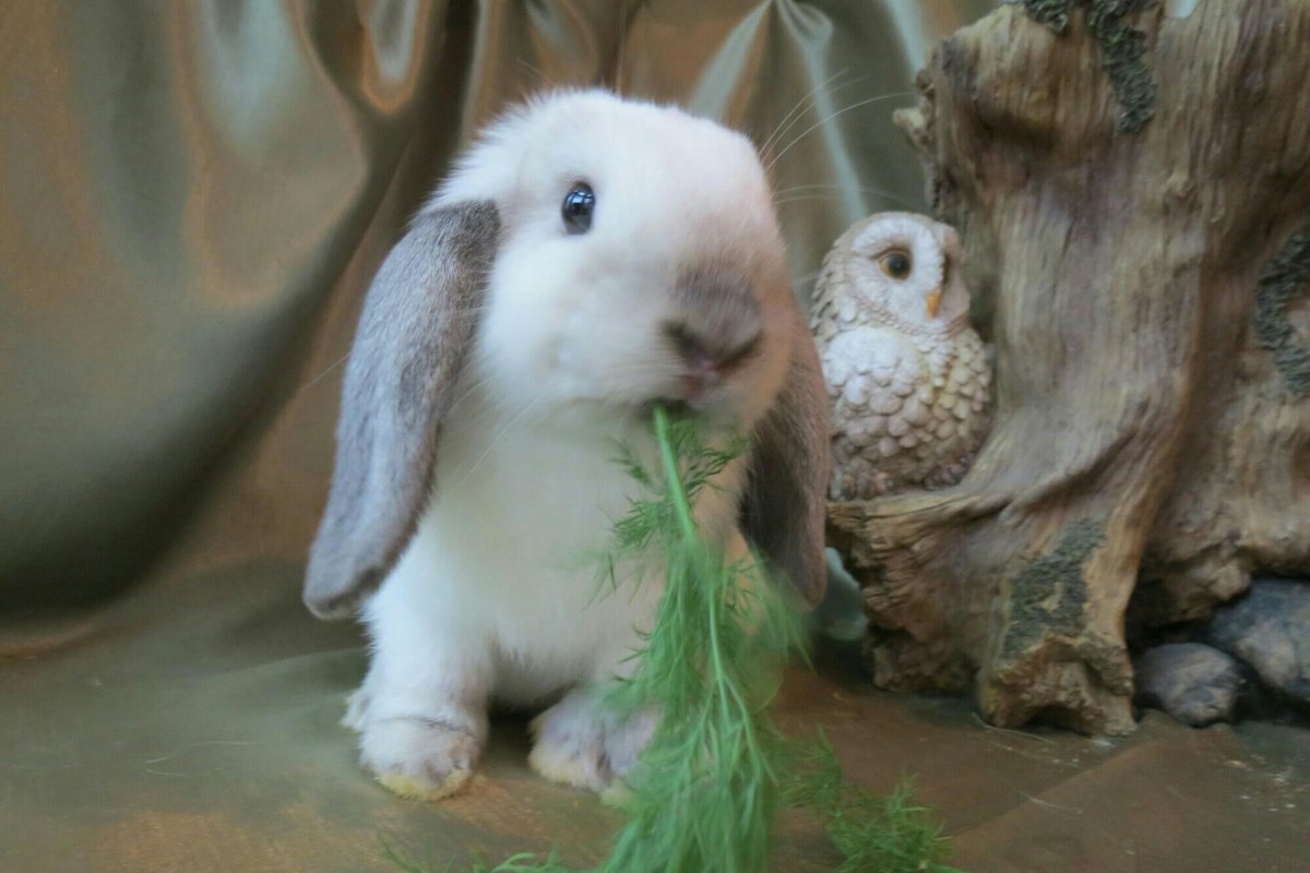 Кролик черно белый