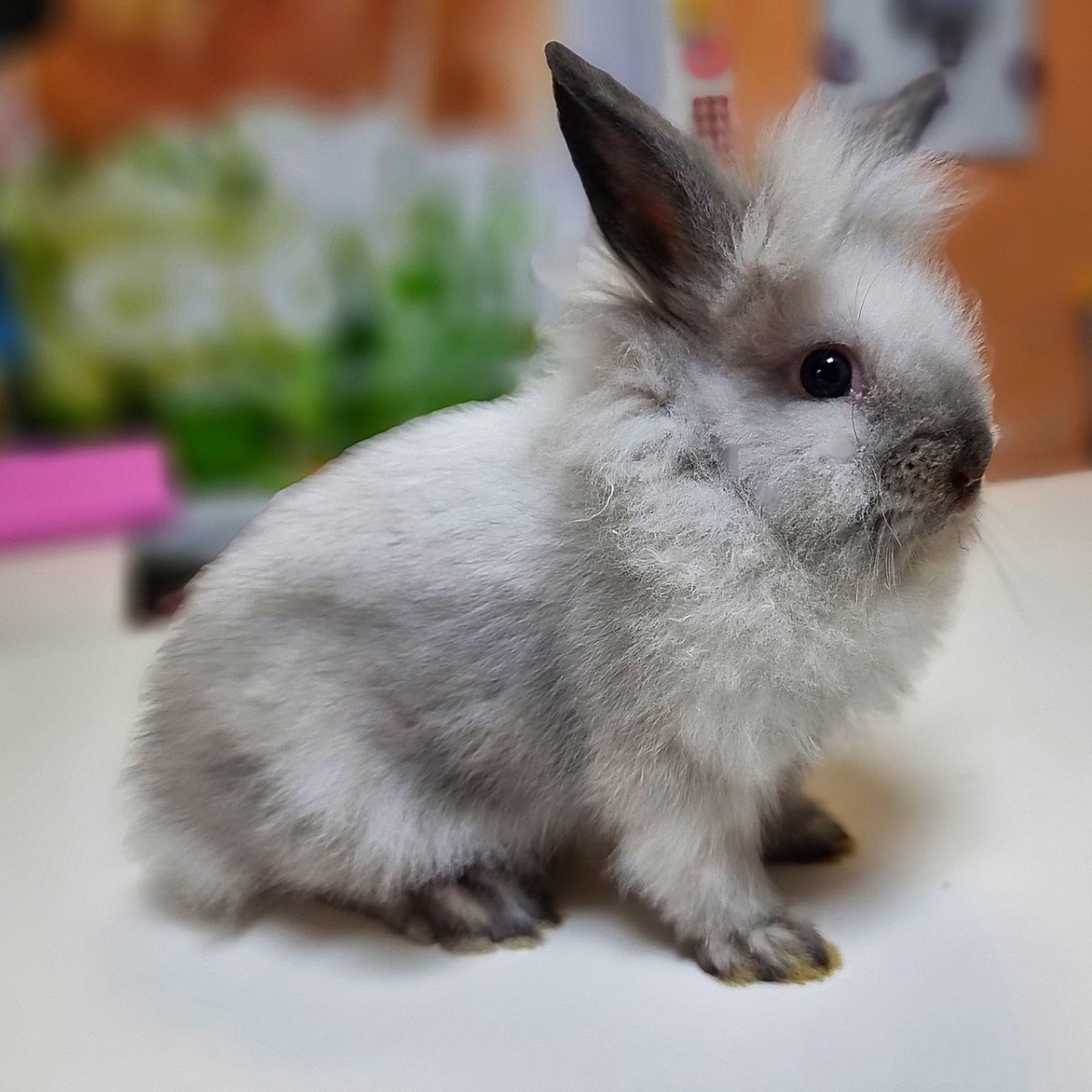 Сиамский карликовый кролик