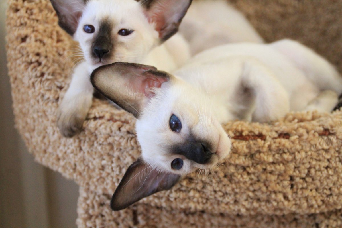 Кот и кролик