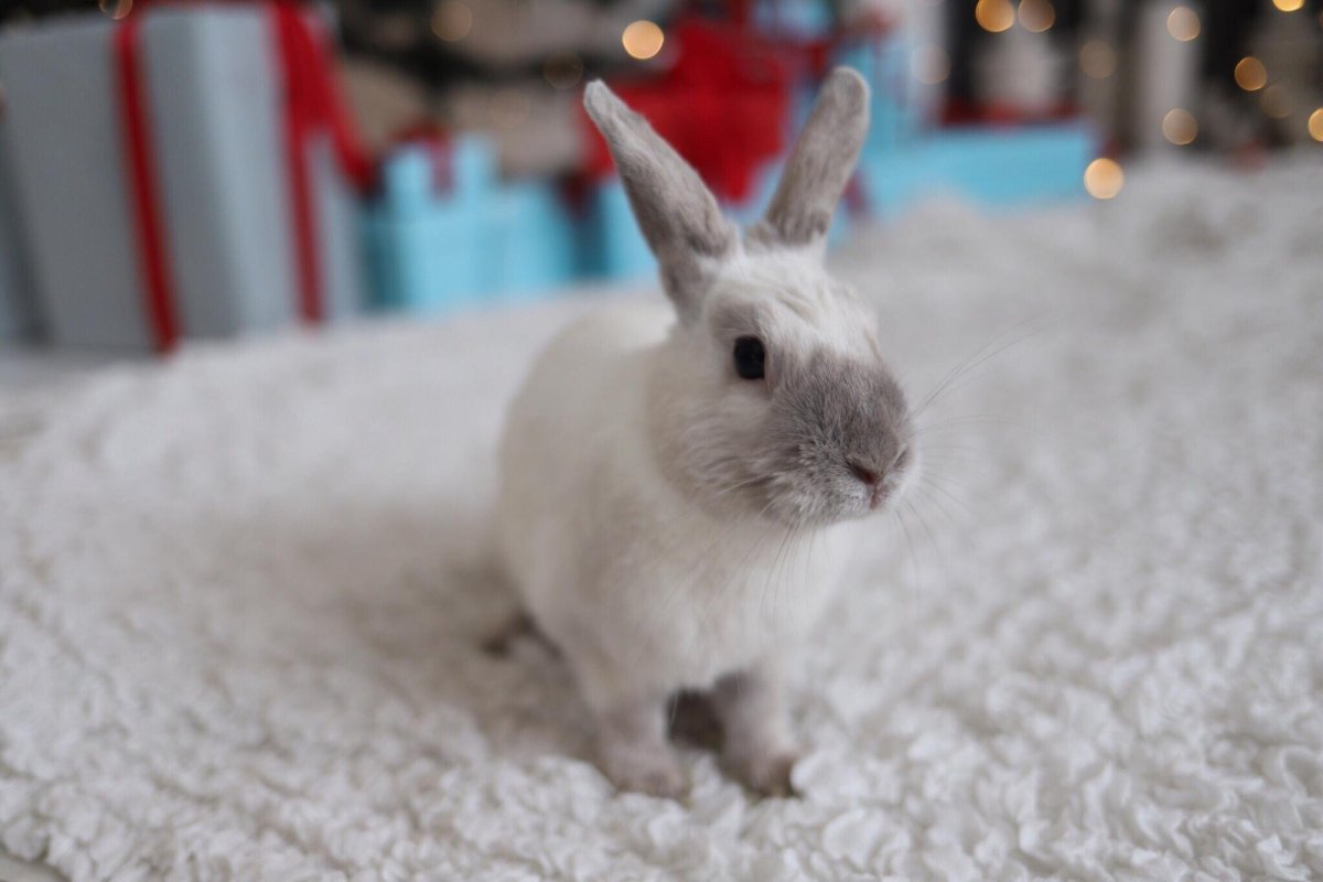 Голубой сиамский кролик