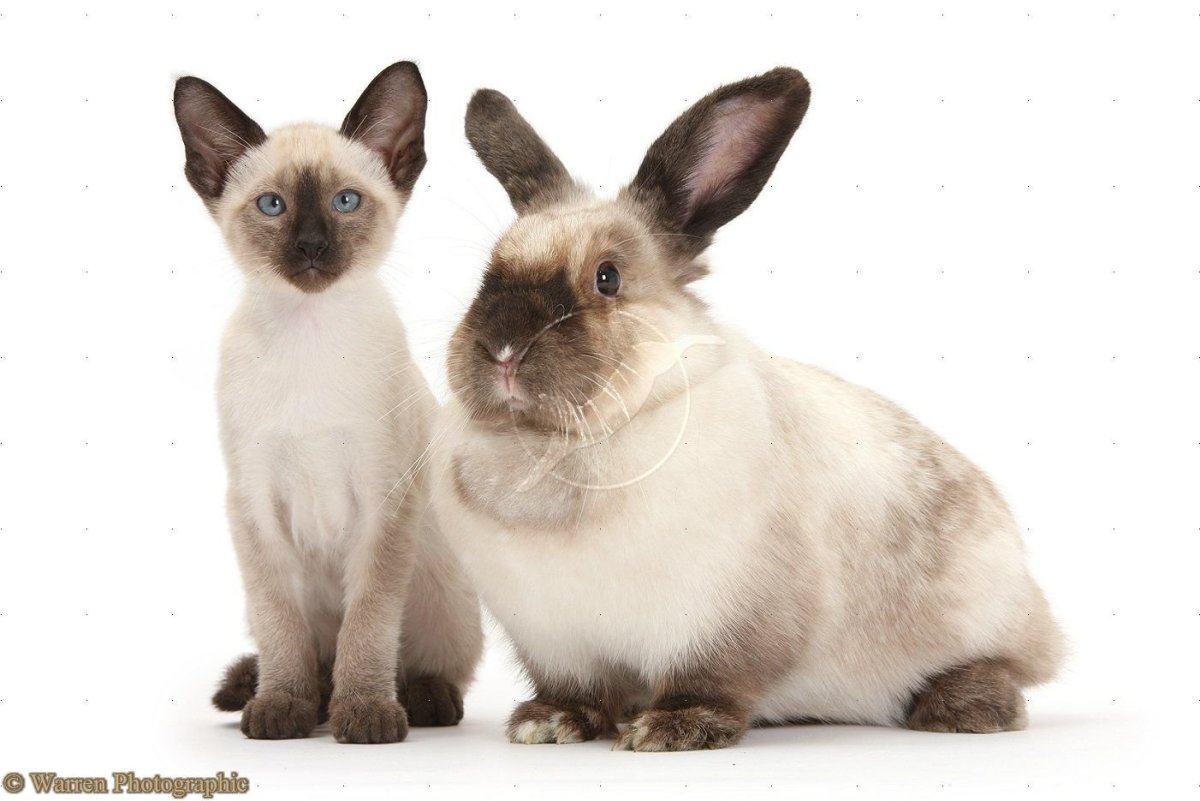 Кролик сиамского окраса