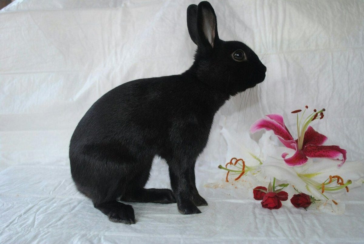 Сиамские вислоухие кролики