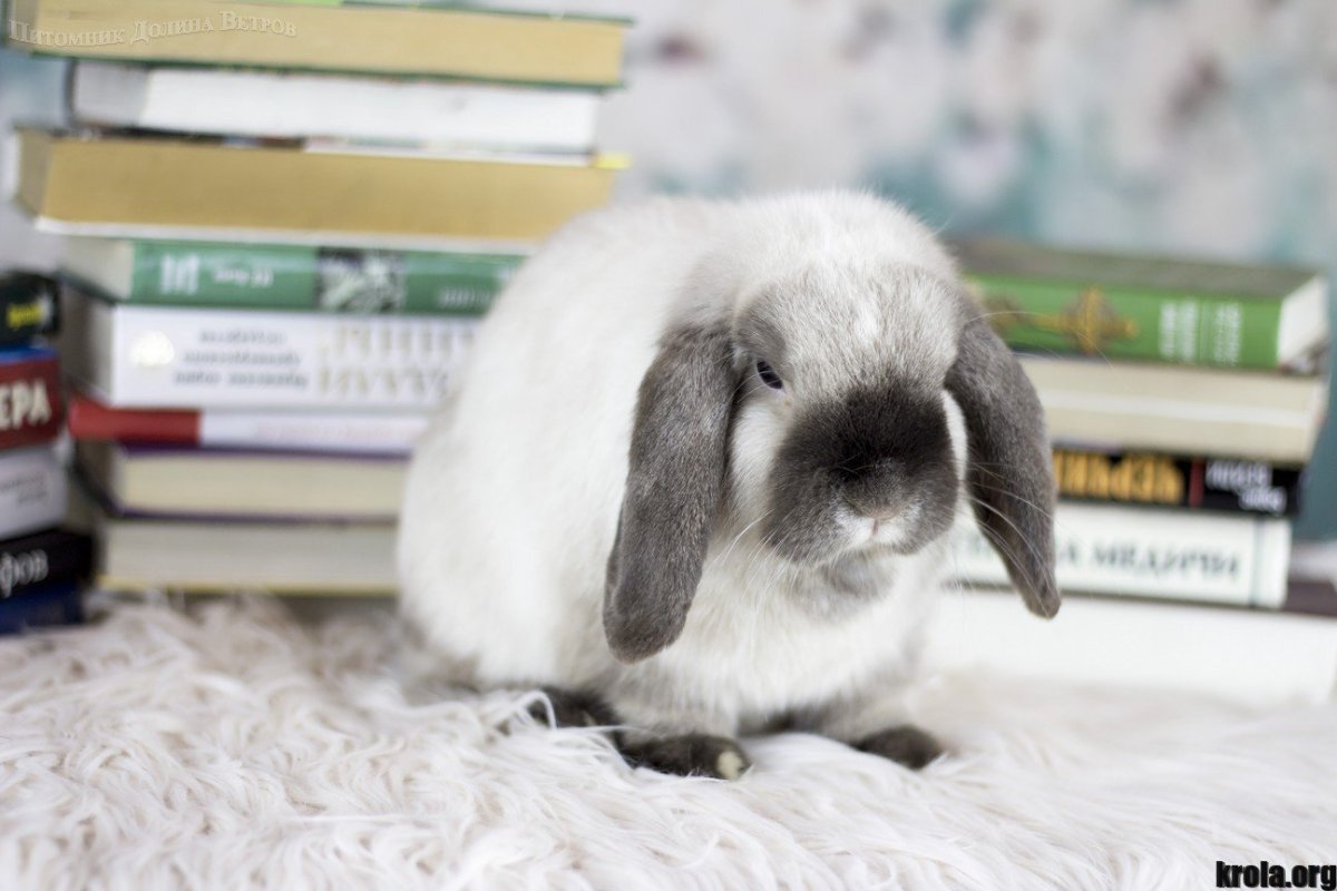 Джуди Хоппс