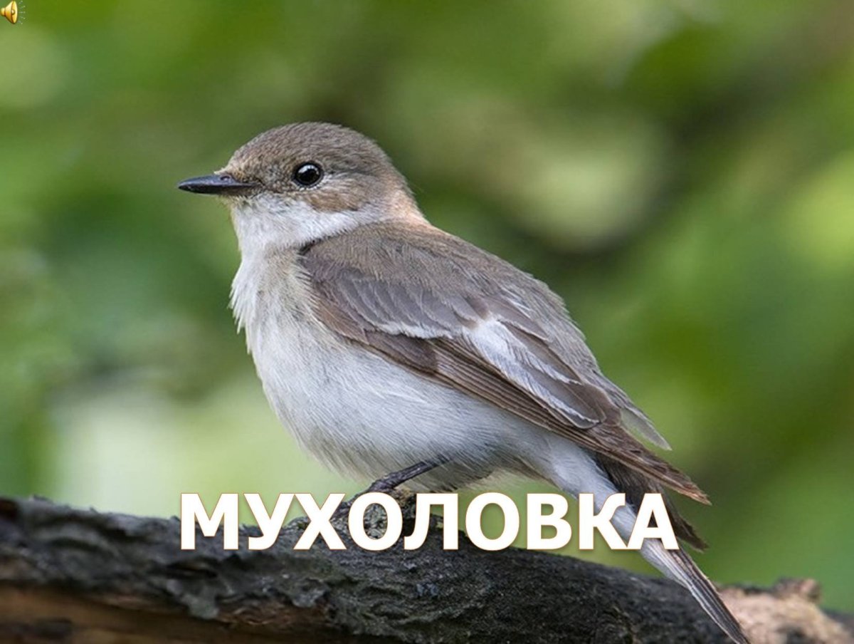 Мухоловка пеструшка самка