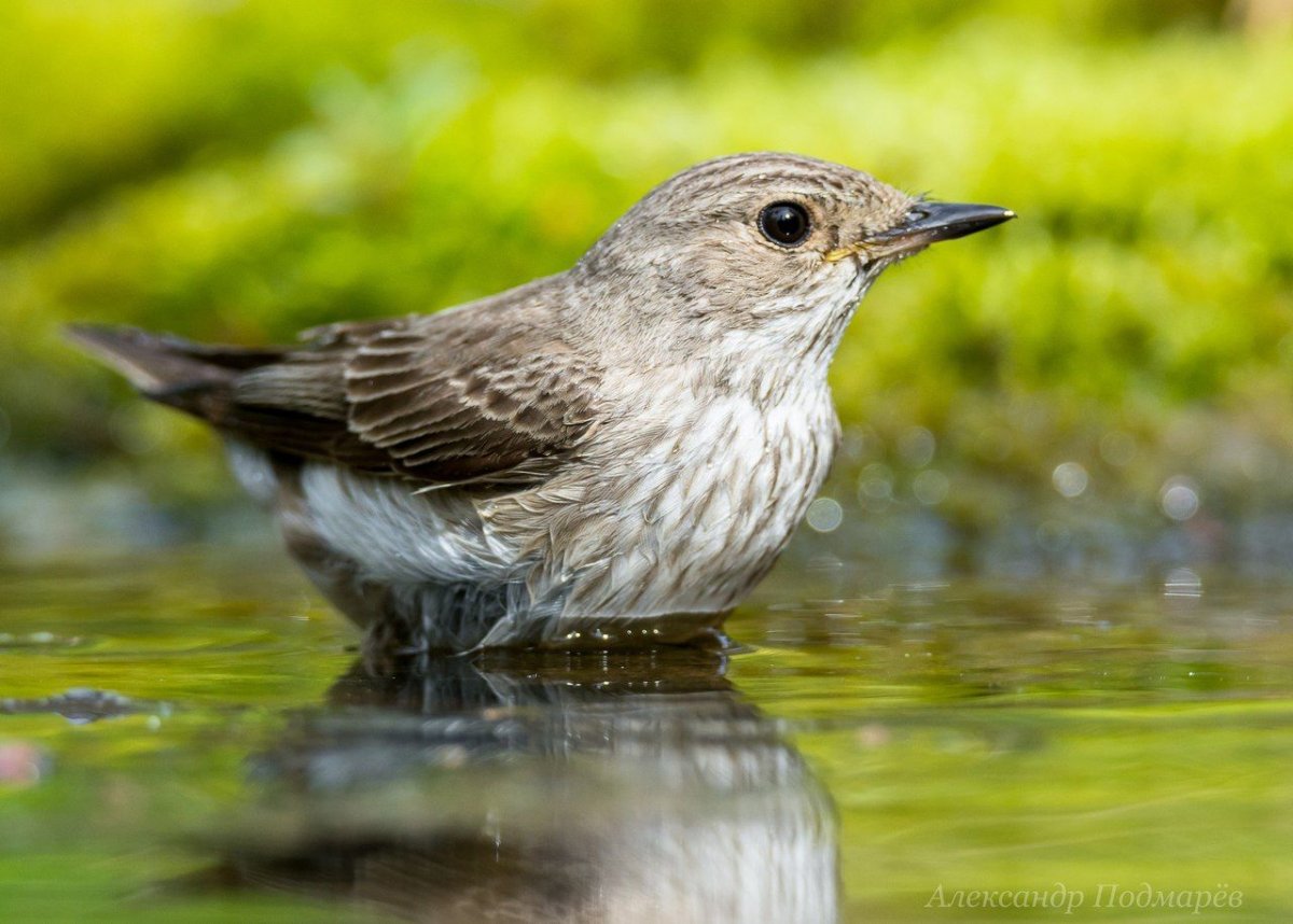Серая мухоловка голос