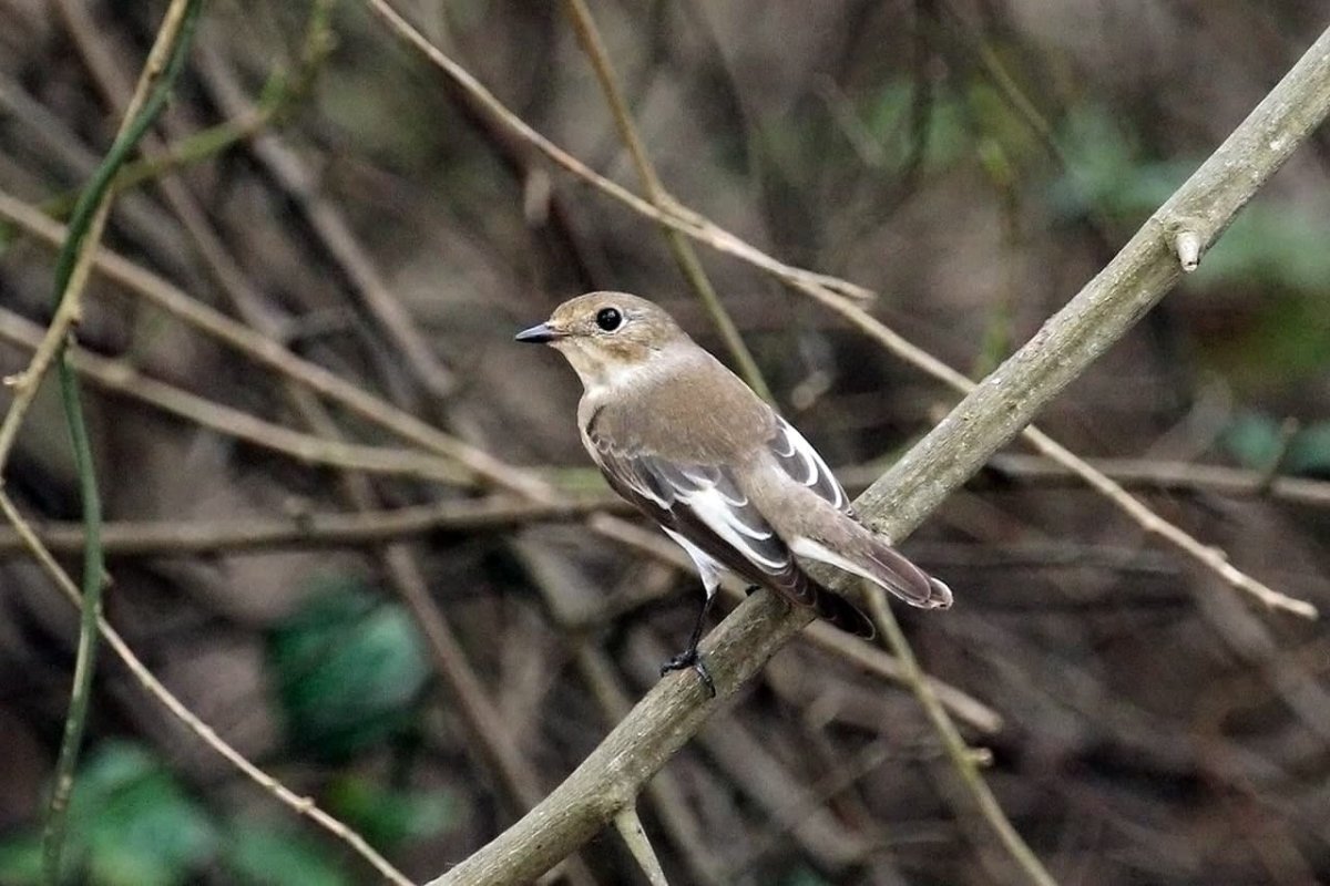 Малая мухоловка птица