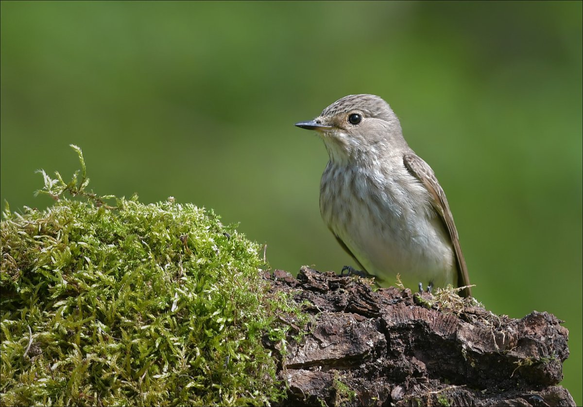 Мухоловка серая птичка