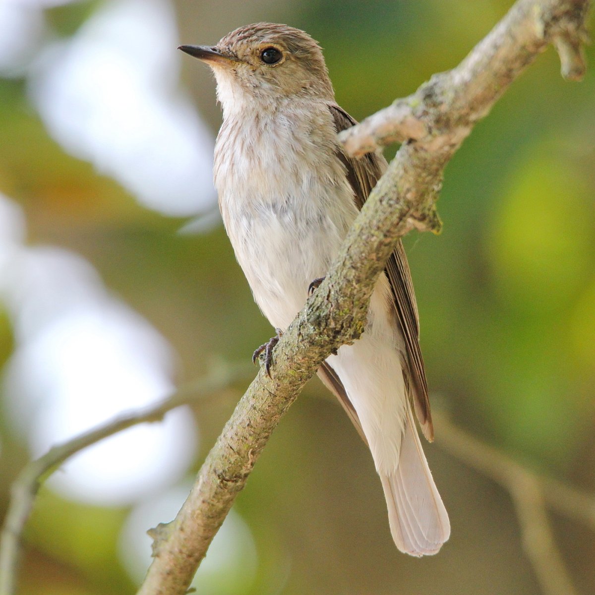 Лесная мухоловка
