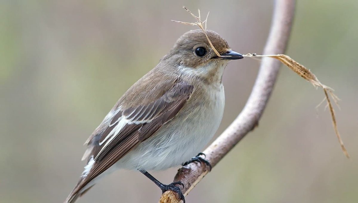 Мухоловка обыкновенная птица