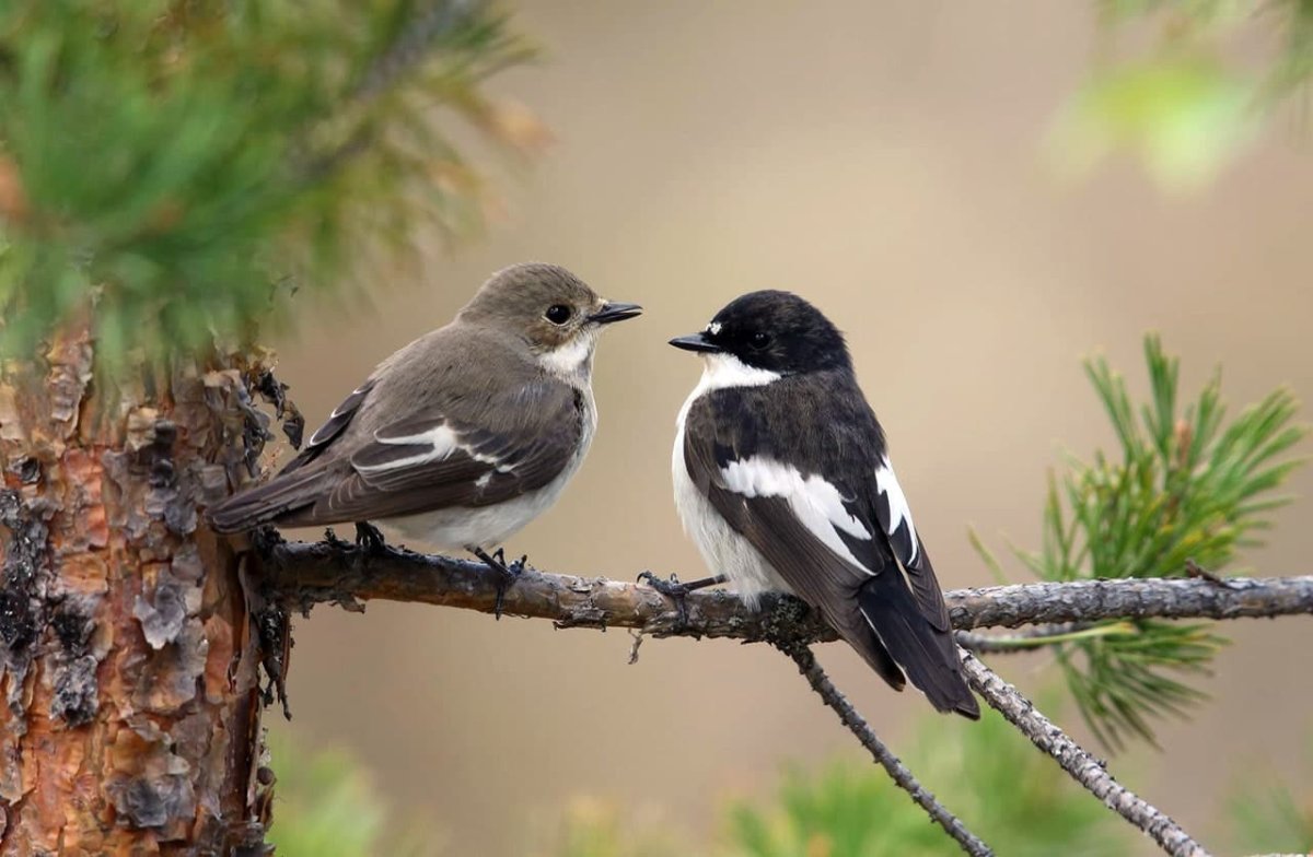 Мухоловка пеструшка самец