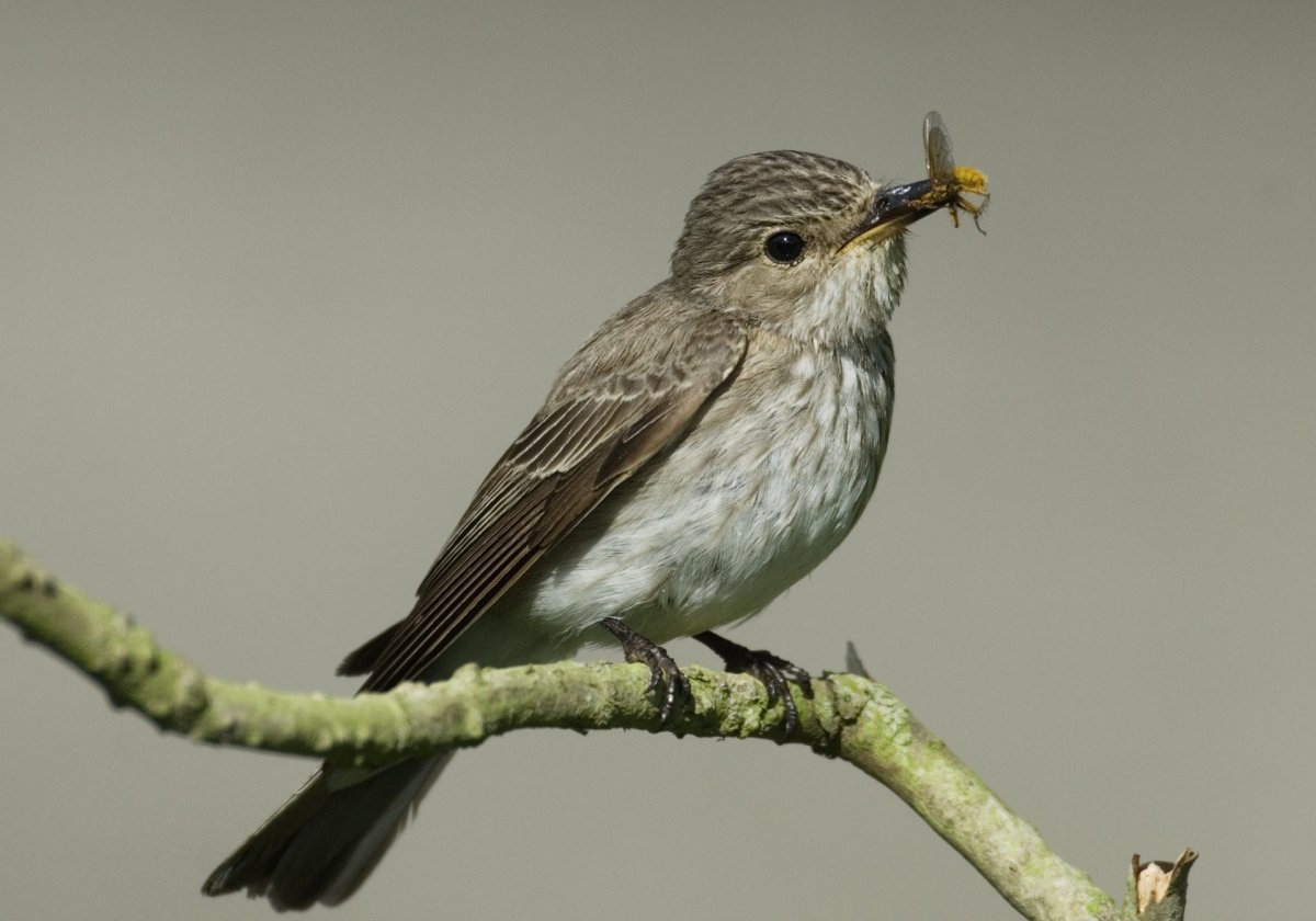 Серая мухоловка juvenile