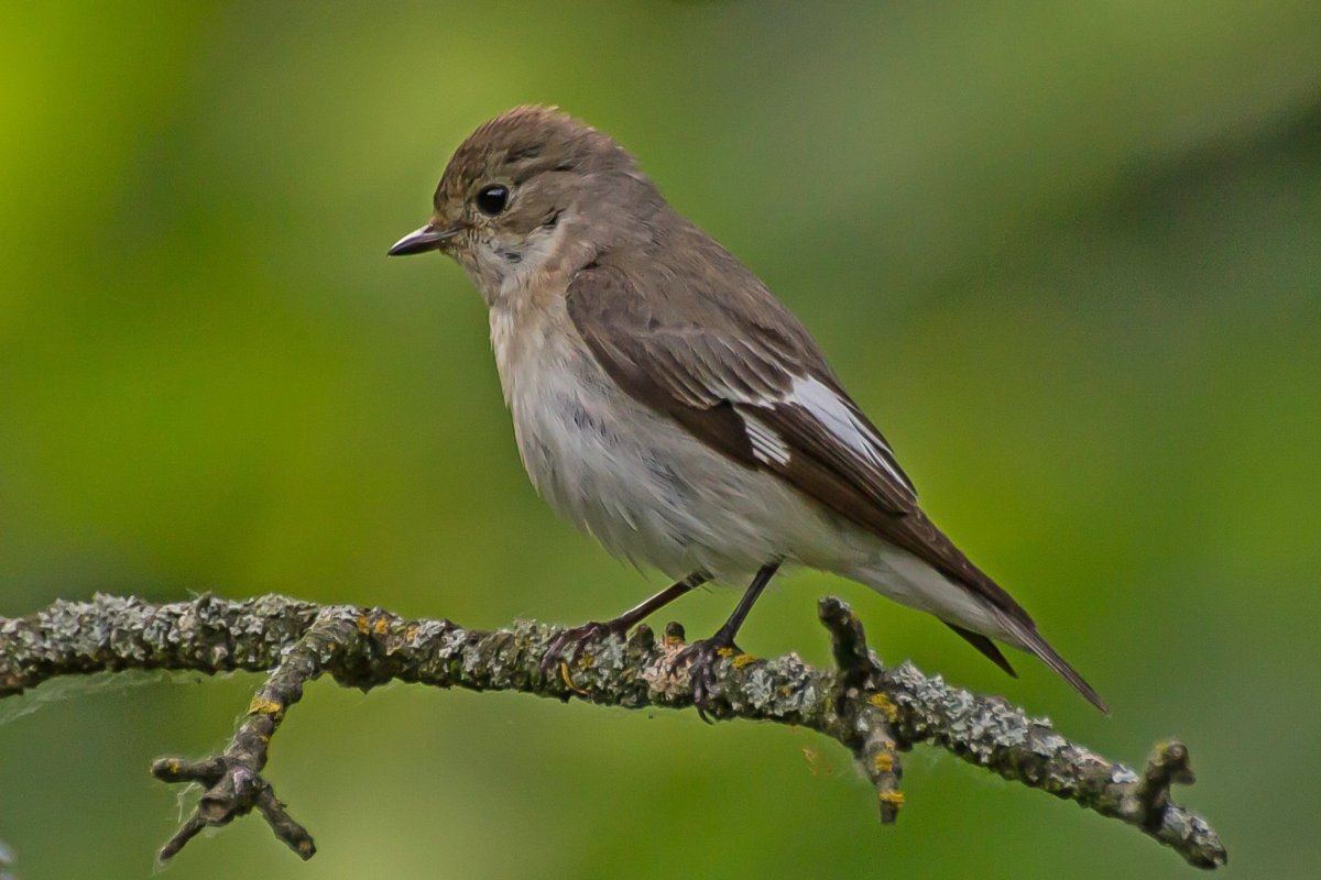 Мухоловка пеструшка самка