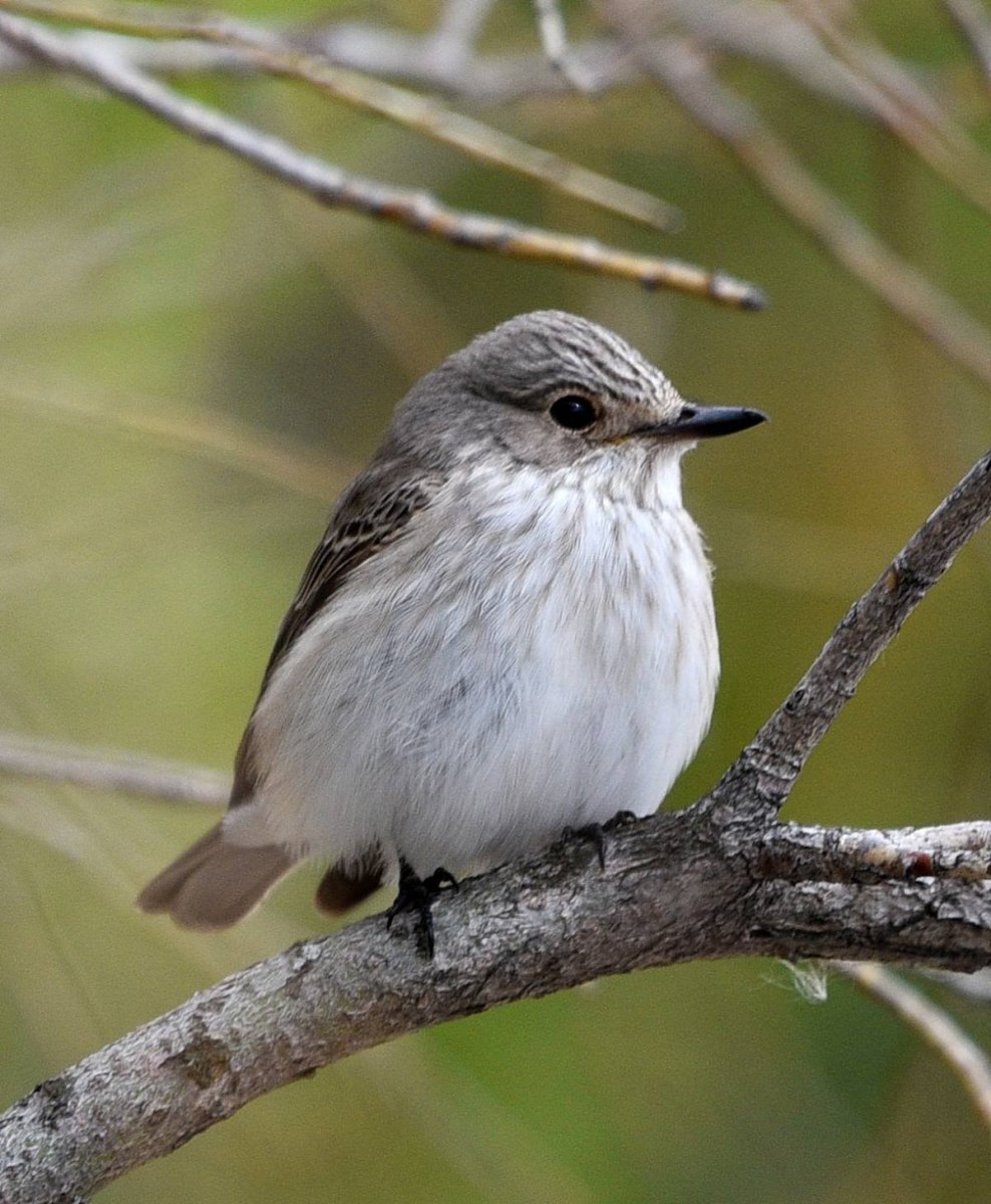 Серая мухоловка (Muscicapa striata)