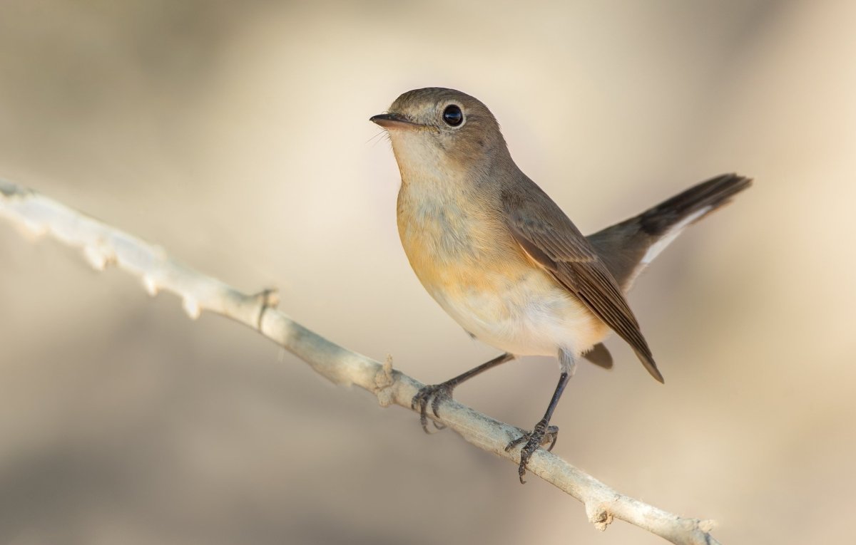 Малая мухоловка птица самец