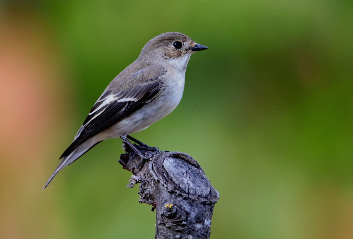 Серая мухоловка птица пение