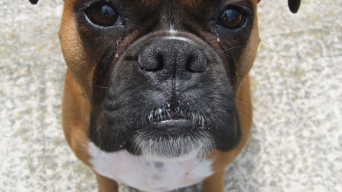 Мини боксер собака порода