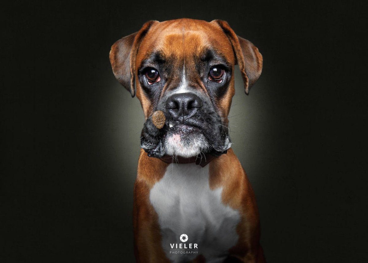 Мини боксер собака