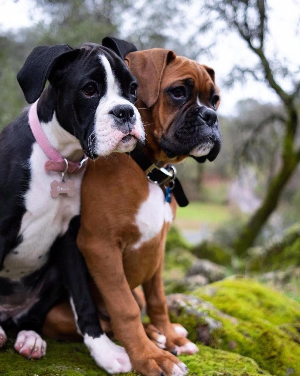 Мини боксер собака