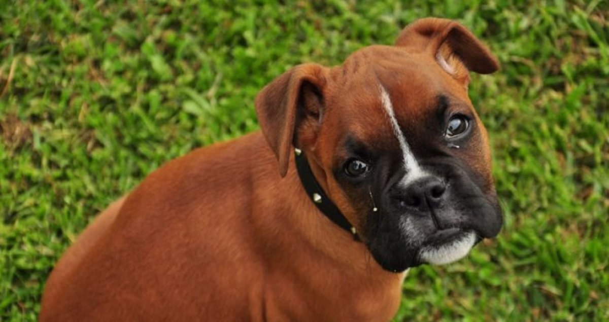 Бульдог немецкий и боксер