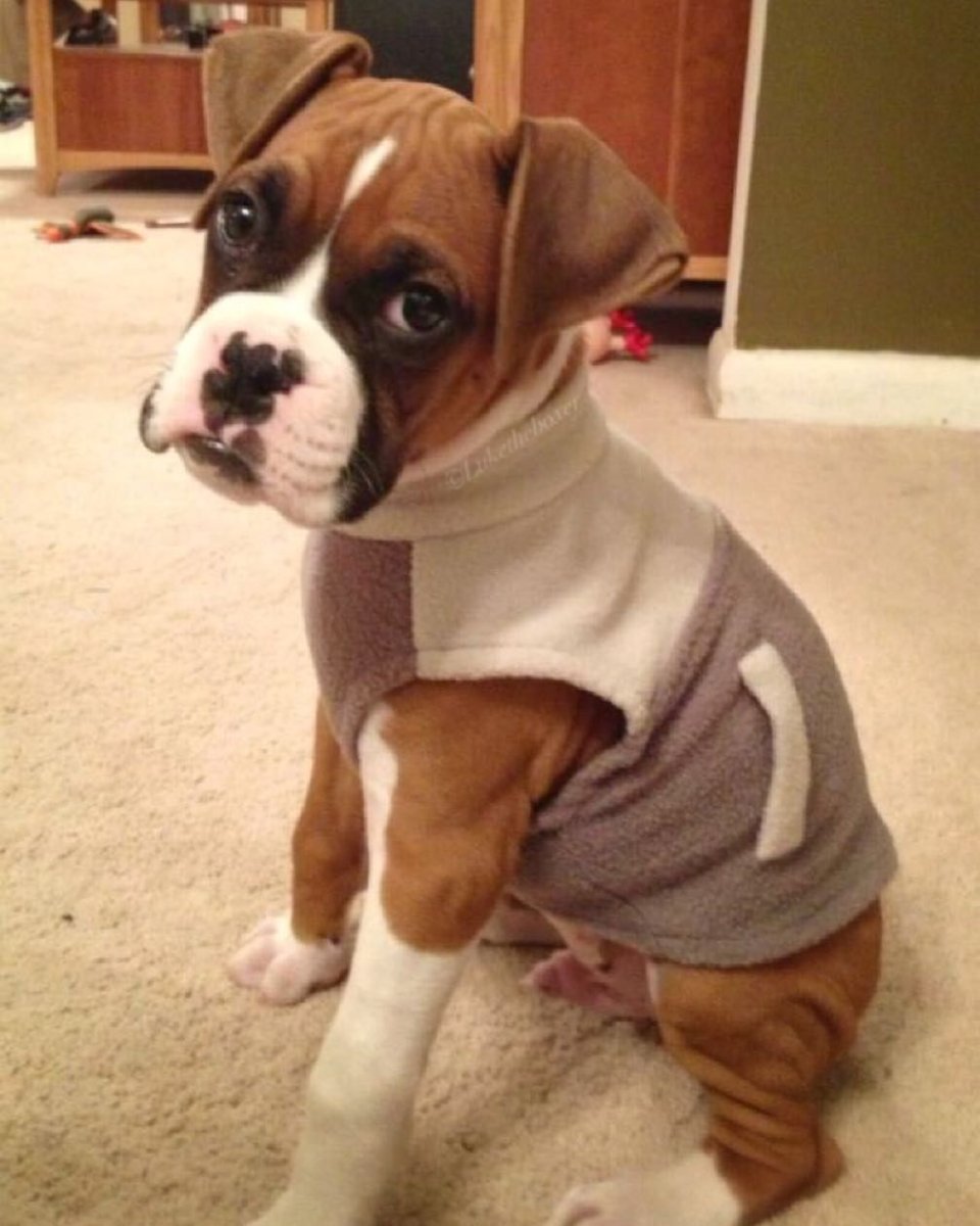 Мини боксер